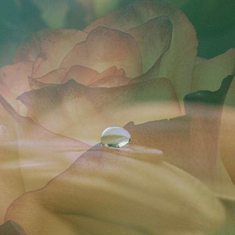 drop-of-water-rose