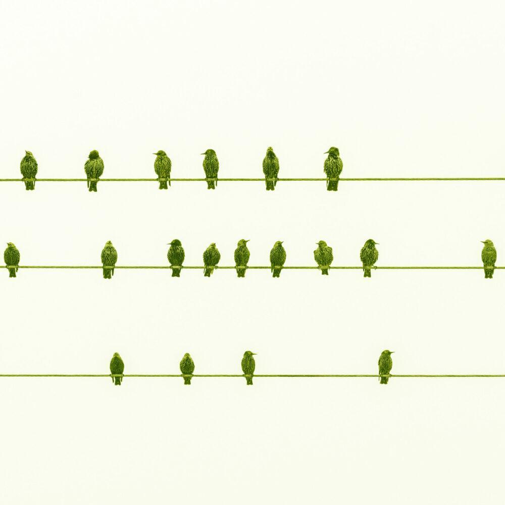 vogeltjes met manhattan groen